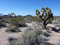 Mojave reserve (32).JPG